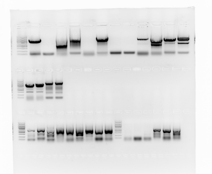 Northern Blot 成像效果